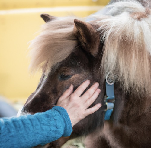 Cavallo Shetland che viene accarezzato